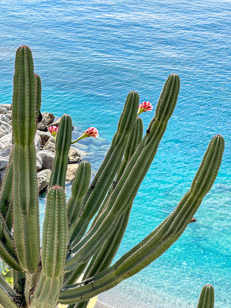 istock Cactus flowers over the blue sea 1961598120