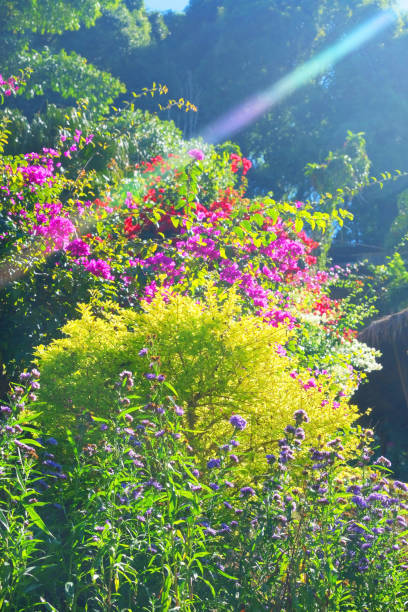 istock Trees and flowers with rainbow sunlight on high hill 1961610169