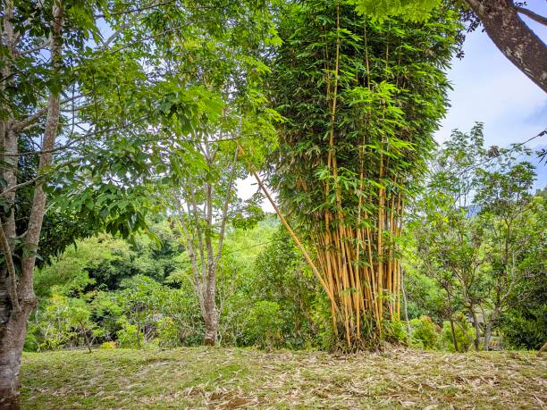 istock Yellow bamboo in kiram park 1961615887