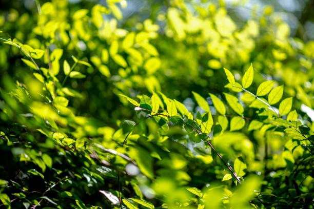 Abstract, nature Green leaf background and beautiful wallpaper.