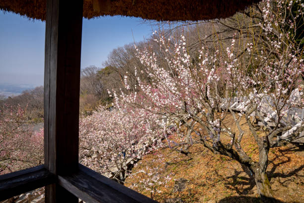 istock Plum grove as a tourist destination 1961624882