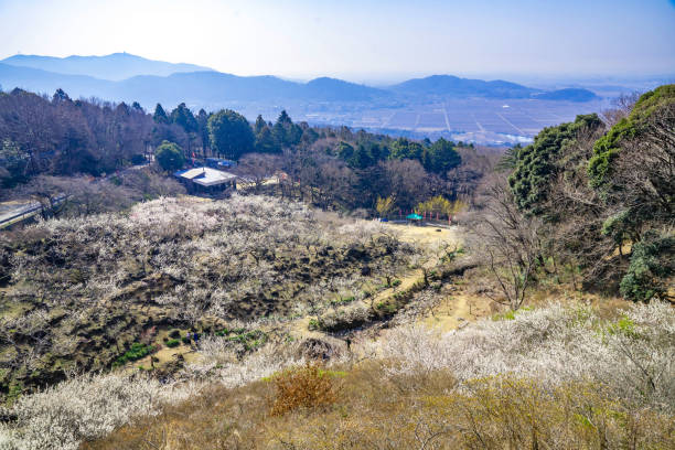Plum grove as a tourist destination
