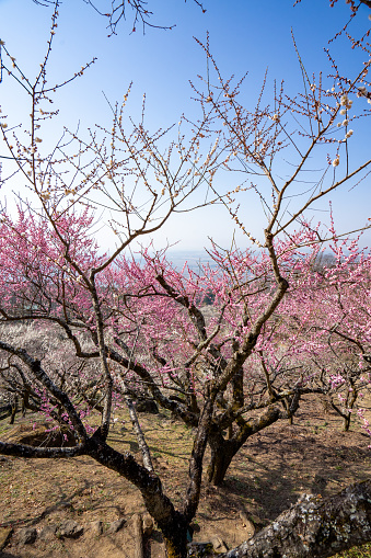 spring rapeseed peach blossoms