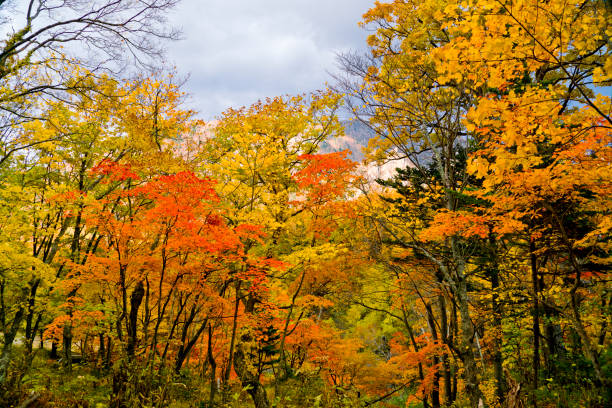 momijidani nature trail in sounkyo village, hokkaido, japan. - district de kamikawa ishikari photos et images de collection