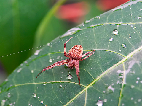 A small spider on a wet leaf