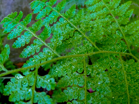 Polypodiophyta that grows beautifully around the house. Dew wets the leaves of ferns.