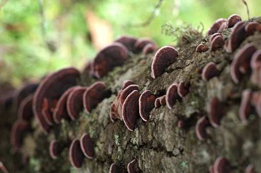 View downwards of bracket mushrooms, most likely Rosy Conk (Rhodofomes cajanderi), growing on tree trunk. Taken at Cooper Mountain Nature Park, a public park located in Beaverton, a suburb of Portland, OR.