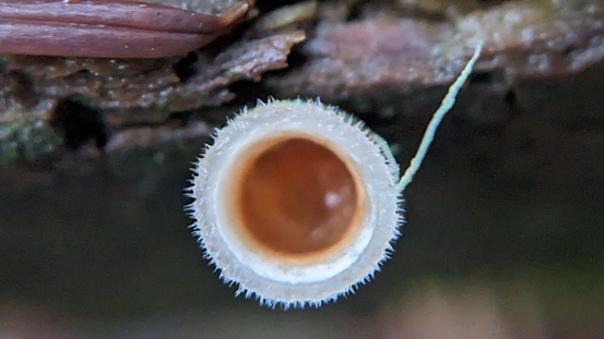 Top down view of fungus, specifically Woolly Bird's Nest Fungus (Nidula niveotomentosa), growing out of tree bark. Taken at Cooper Mountain Nature Park, a public park located in Beaverton, a suburb of Portland, OR.