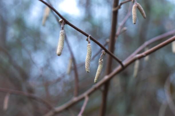 primo piano del baccello del seme dell'albero di nocciole - hazelnut nut seed pod foto e immagini stock