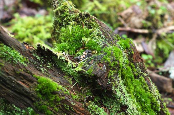 istock Close up of moss and lichen covered tree stump 1961679961