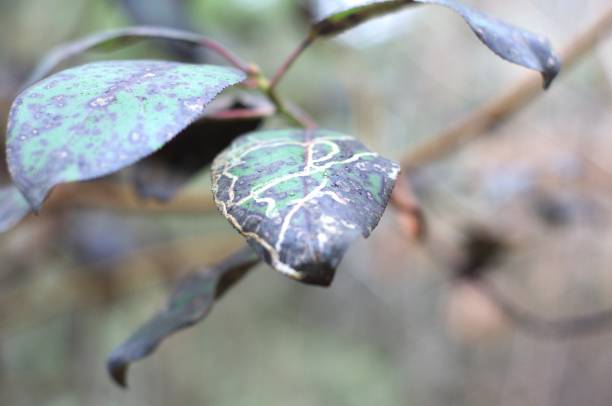 istock Close up of leaf with bug and cold damage 1961679965