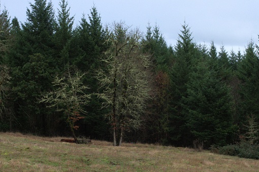 Three bare oak trees in a meadow in front of a dense pine woodland, on an overcast day. Taken at Cooper Mountain Nature Park, a public park located in Beaverton, a suburb of Portland, OR.