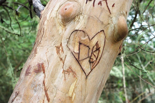 Heart with initials carved into smooth Pacific Mandrone (Arbutus menziesii) tree trunk. Taken at Cooper Mountain Nature Park, a public park located in Beaverton, a suburb of Portland, OR.