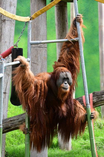 male orangutan - ape majestic monkey leadership stock-fotos und bilder