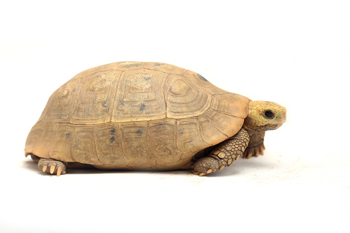 Elongated tortoisein front of white background,Elongated tortoise in the nature, Indotestudo elongata ,Tortoise sunbathe on ground with his protective shell ,Tortoise from Southeast Asia
