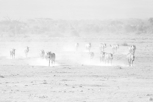 Wildebeest galloping in blurred motion in the wild. Black and white photography.
