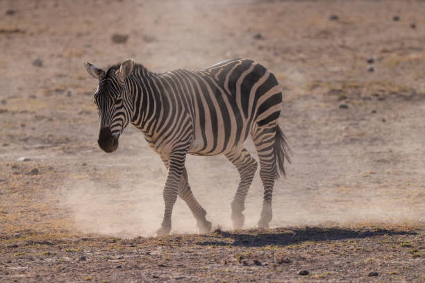 istock a zebra walks in the dust of Amboseli NP 1961751240