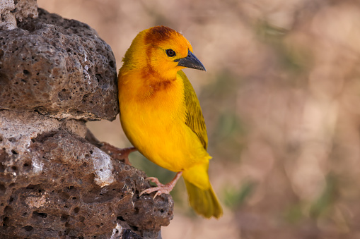 taveta yellow bird in Amboseli NP