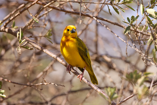 one single taveta weaver bird