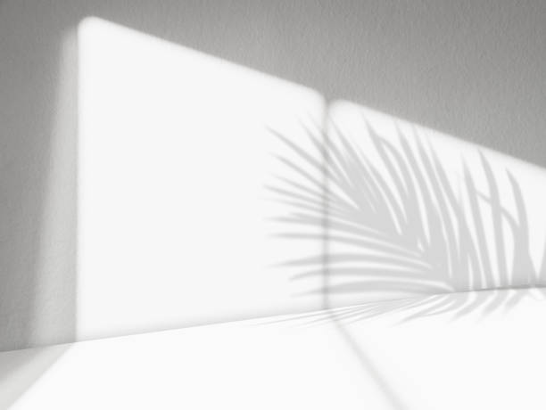 istock White background with light of Window frame,Palm leaves Shadow on concrete wall surface texture,Empty Grey Cement Studio room with sunlight reflect on wall background,Backdrop for Product Design 1961773012