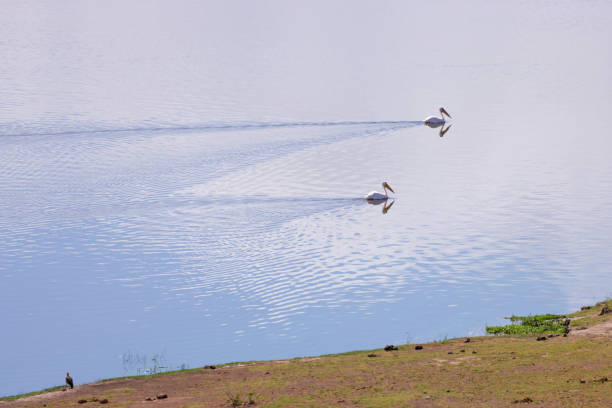 two swimming pelicans on a lake in Amboseli NP
