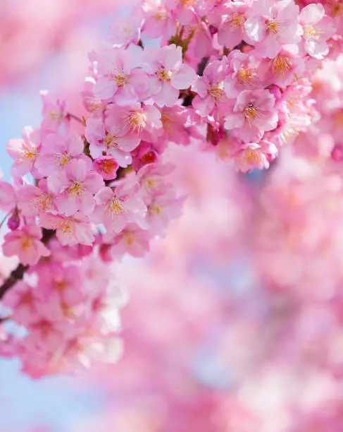 Close Up Of Pink Cherry Blossom