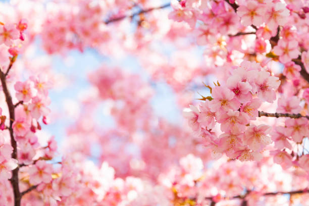 Pink Cherry Blossom