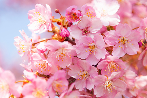 Close Up Of Pink Cherry Blossom