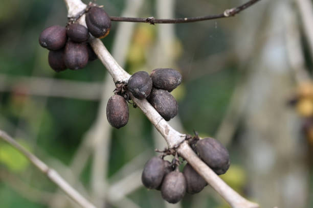 istock Close Up diseases and pests in coffee plants 1961779253