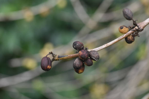 istock Close Up diseases and pests in coffee plants 1961779279