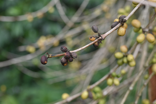 Close Up diseases and pests in coffee plants
