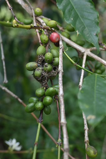 Pest on the coffee plantation