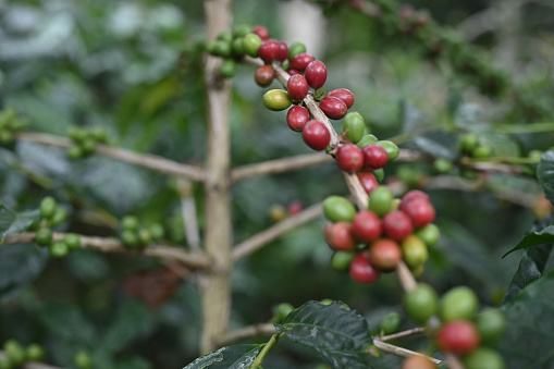 Gayo Arabica Coffee Plantation ready for harvest, Central Aceh, Indonesia