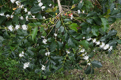 Gayo Arabica coffee bean flowers in the garden, Central Aceh, Aceh, Indonesia