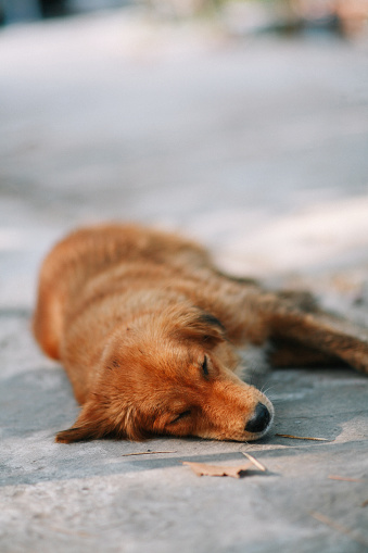 poor chained dog