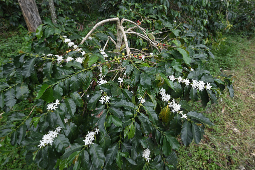 Gayo Arabica coffee bean flowers in the garden, Central Aceh, Aceh, Indonesia