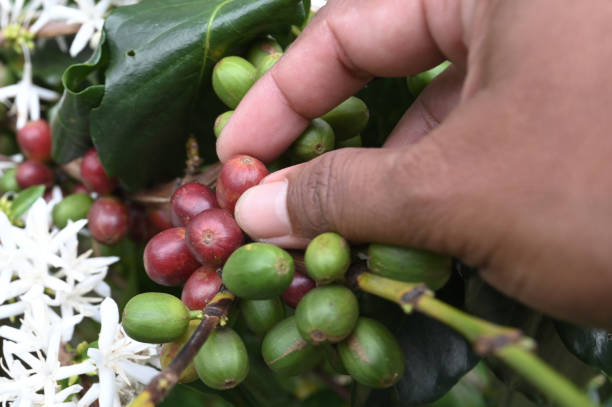 coffee berries by agriculture. Coffee beans ripening on the tree in North of Thailand