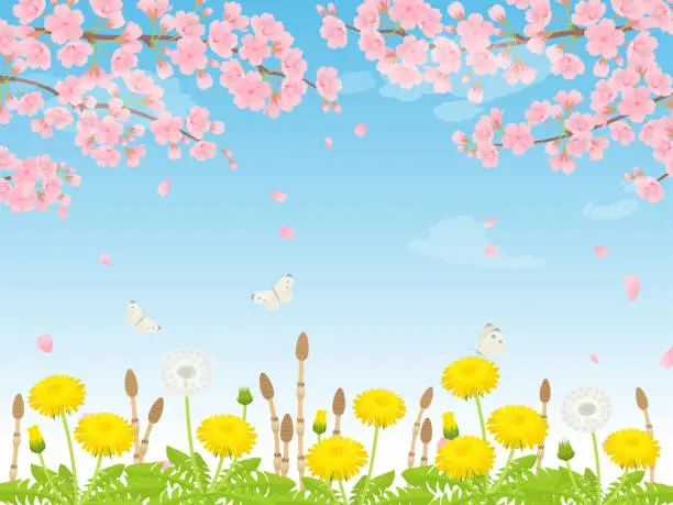 Vector illustration of Spring scenery of cherry blossoms, dandelions, and horsetail in full bloom_background