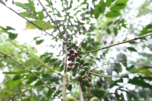 Low angle of coffee tree