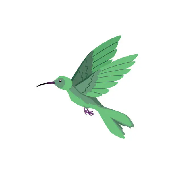 Vector illustration of Flying hummingbird bird with long beak turquoise plumage, vector beautiful exotic small colibri wild bird tropical fauna