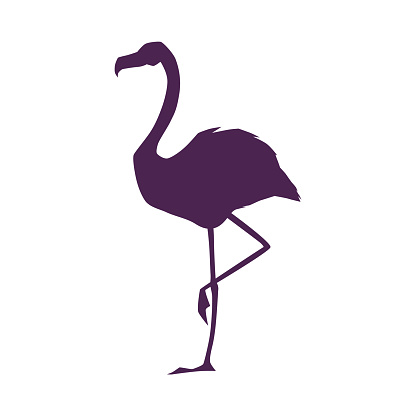 Beautiful flamingo black silhouette. Exotic flamingo bird with pink feather, plumage and long legs and neck vector illustration. Character of tropical wild nature animal outline isolated on white
