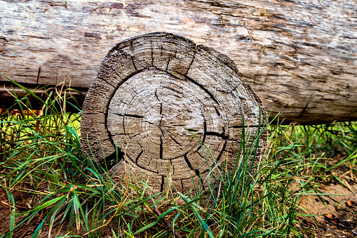 Cracked Stump of the Tree Trunk with a Grass outdoor