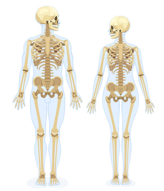 human skeleton. front view. male and female skeleton. - hand on knee audio stock illustrations