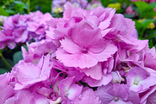 Colorful garden by the Oak trees with Petunias, Impatiens, Snapdragons, Hostas and Nicotianas.