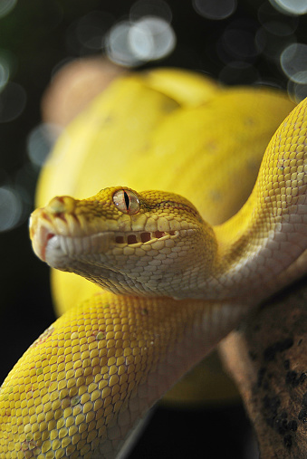 Yellow Green Tree Python Hanging On Tree Stock Photo - Download Image ...