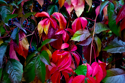 Bright red yellow green leaves of bushes in the park in autumn
