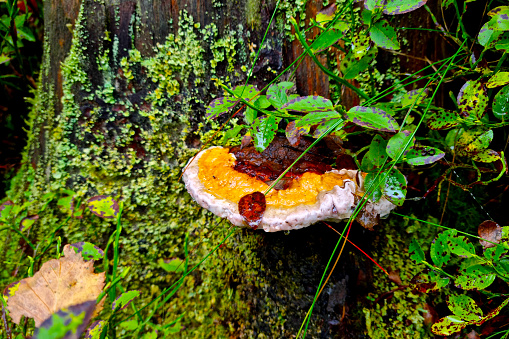 On the trunk of the tree grows a mushroom in the forest