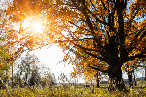 Beautiful big old autumn oak tree in sunlight. Sunny autumn landscape background nature