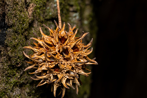 The species of American lizard has radial projections.