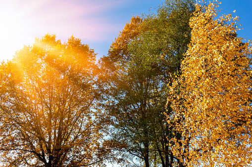 Multi-colored beautiful autumn trees in beauty sunlight. Autumn warm landscape